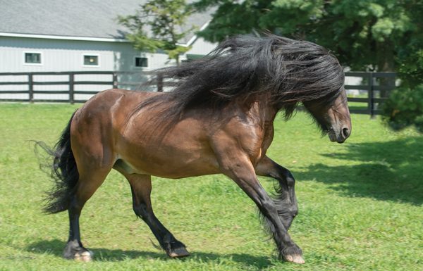 Dales Pony