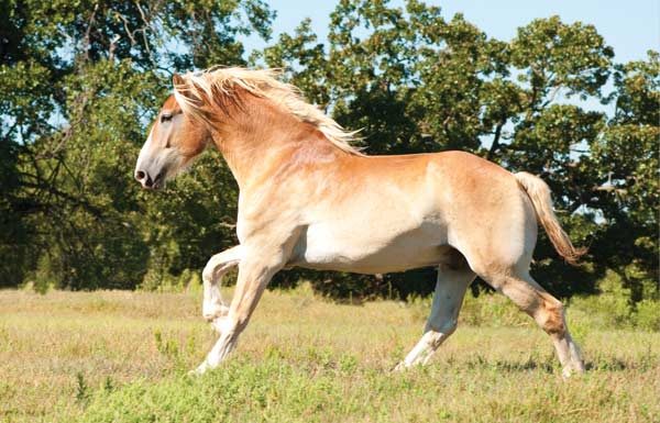 Belgian Draft Horse