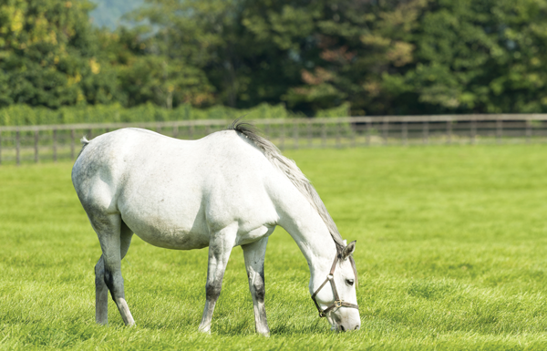 Horse spring nutrition