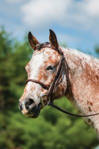 Pony de las Américas de cerca.