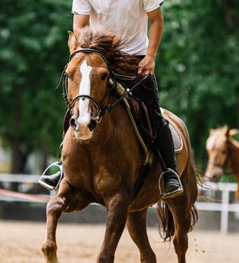 Equine Conditioning - Exercising Horse