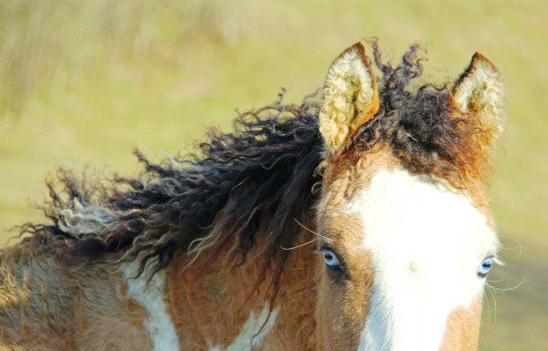 Close up of Bashkir curly horse.