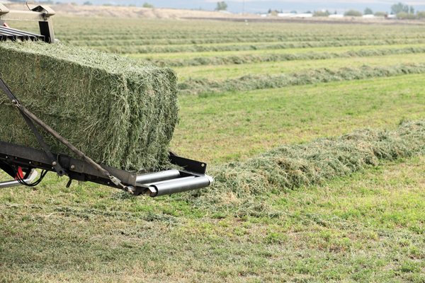 Hay Left Out to Dry