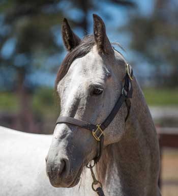 Ghost - U.S. Air Force Horse