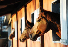 Horses in a barn. Check out these FAQs about horse insurance.