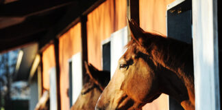 Horses in a barn. Check out these FAQs about horse insurance.