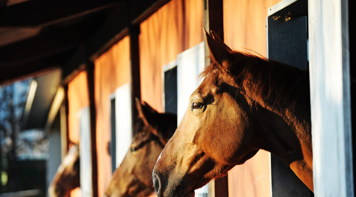 Horses in a barn. Check out these FAQs about horse insurance.