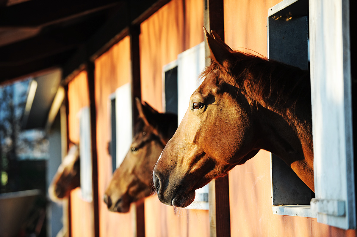 Horses in a barn. Check out these FAQs about horse insurance.