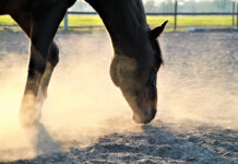 A horse with its nose in the sand. Ingesting sand can increase the risk of sand colic.