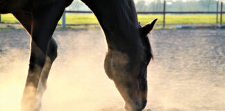 A horse with its nose in the sand. Ingesting sand can increase the risk of sand colic.