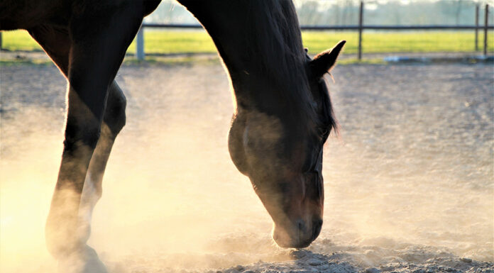 A horse with its nose in the sand. Ingesting sand can increase the risk of sand colic.