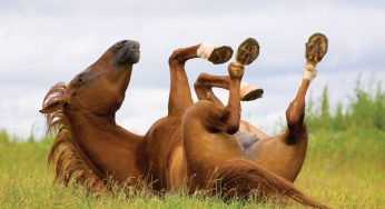 Plan Ahead for Colic Surgery Decisions for Your Horse