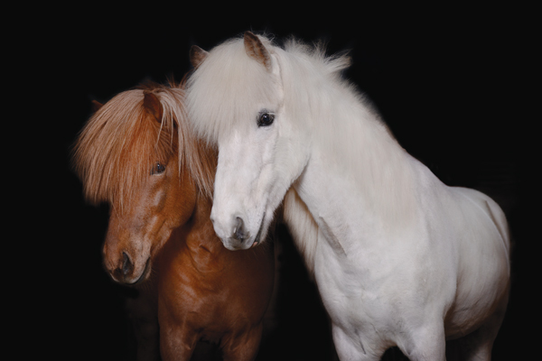 Icelandic Horse