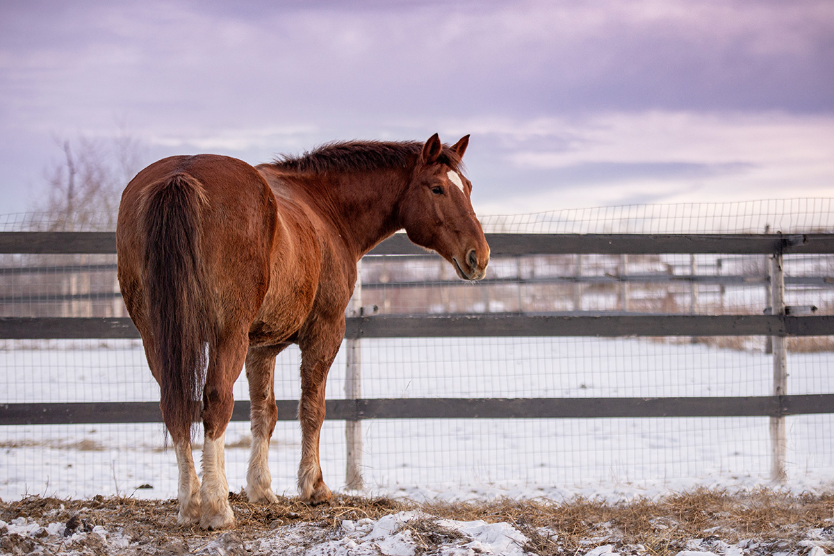 A chestnut gelding in the snow.