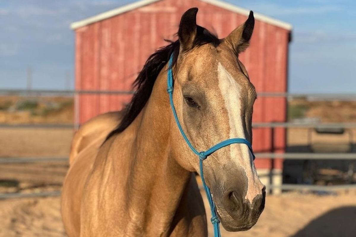 aspca-s-right-horse-adoptable-horse-peanut-hoofpick-life