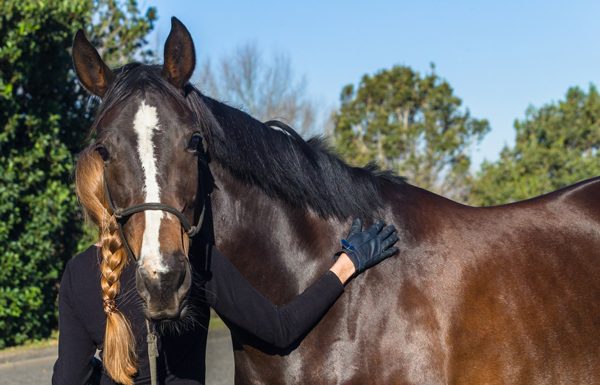 Latex Allergies May Play Role in Equine Asthma - Horse owner gloves