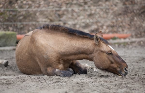 Sick Horse or Horse with Colic During COVID-19