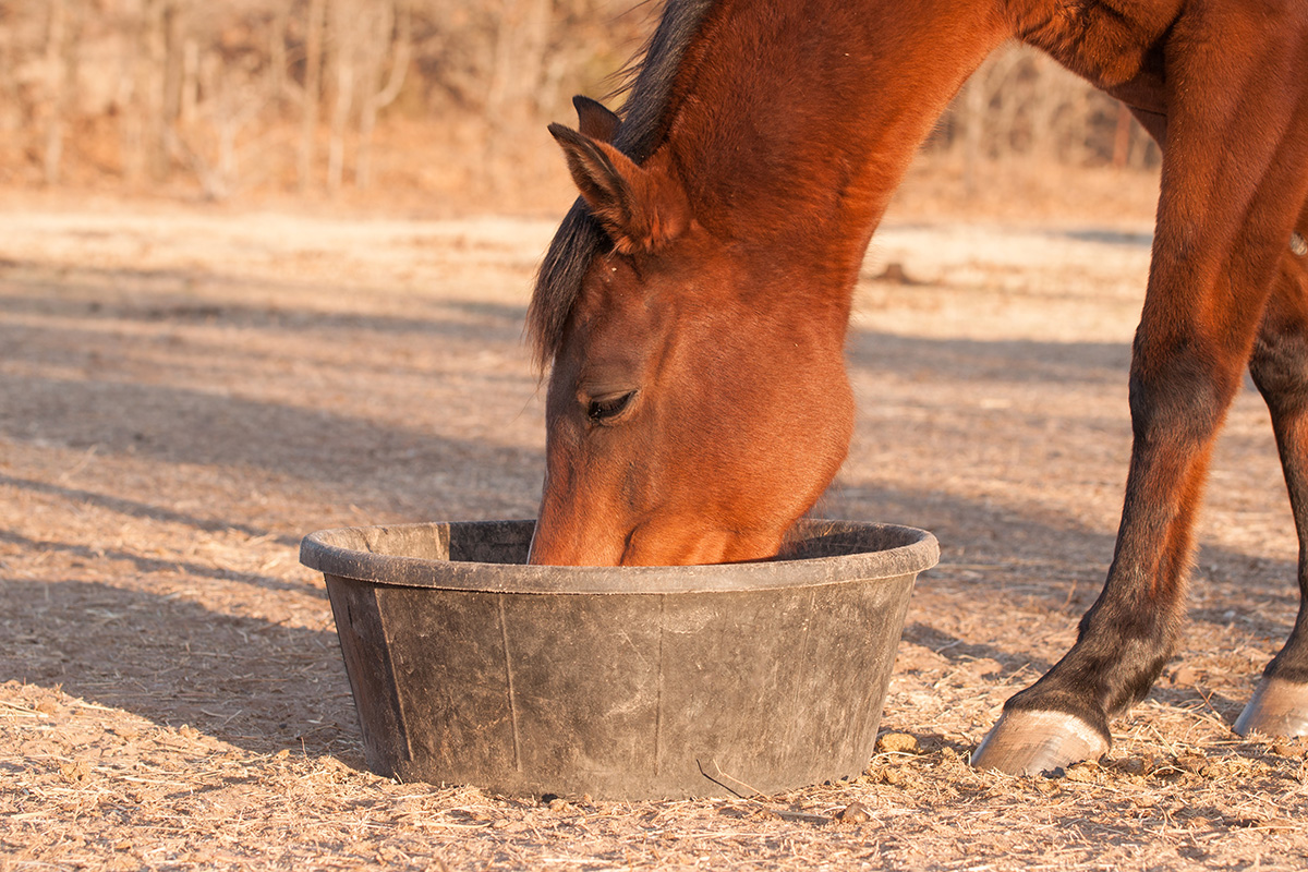 A horse eating grain. Feeding too much grain is a common mistake horse owners make with their horse's nutrition.