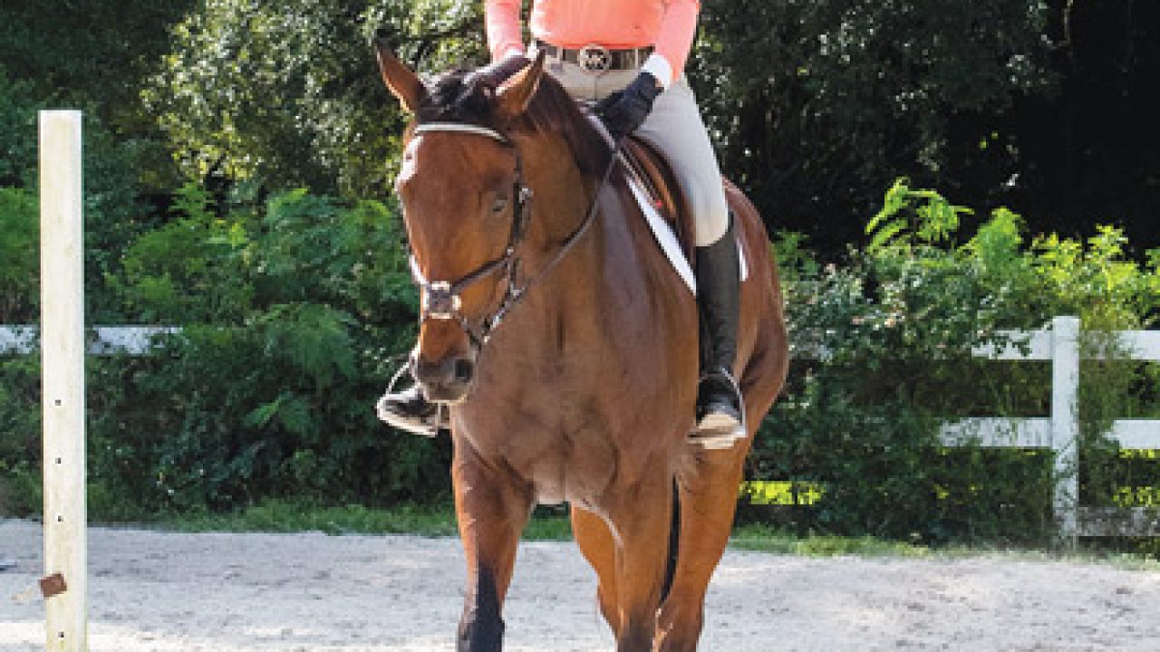 Retraining a Horse that Evades Contact - Strides for Success