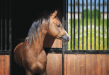 Buckle, Catherine's pony