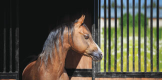 Buckle, Catherine's pony