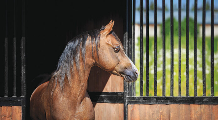 Buckle, Catherine's pony