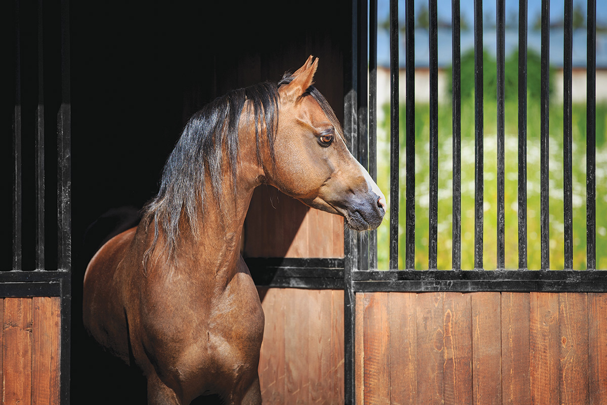 Buckle, Catherine's pony