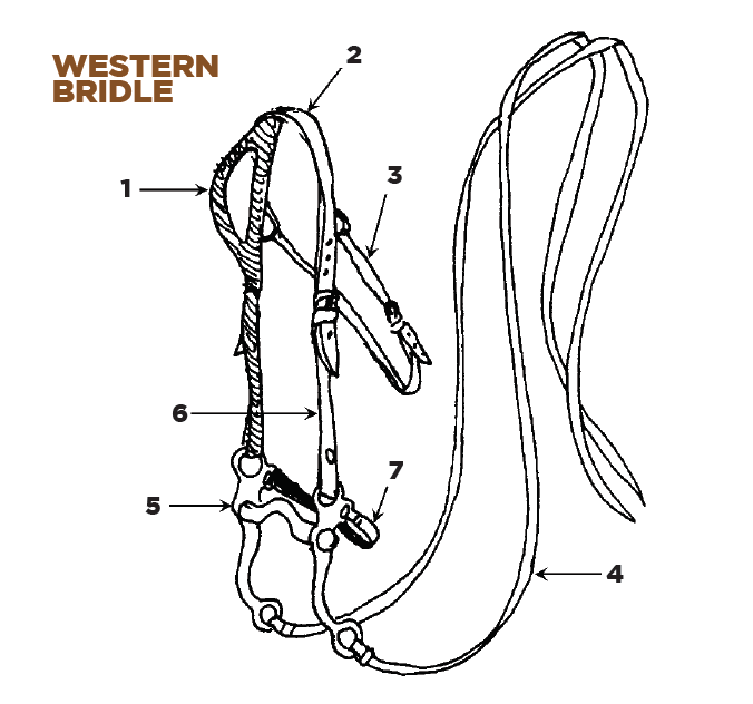 Western Saddle Parts Diagram Printable