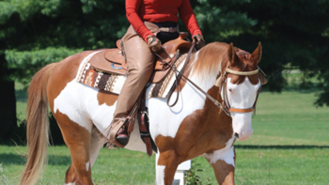 western dressage attire