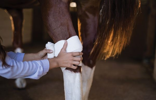 Wrapping injured horse leg.