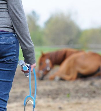 Sick Horse in a Field with Vet