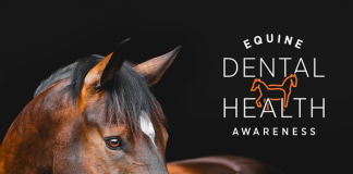 Zoetis Equine Dental Exams